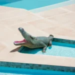 FRP Crocodile - Image 2